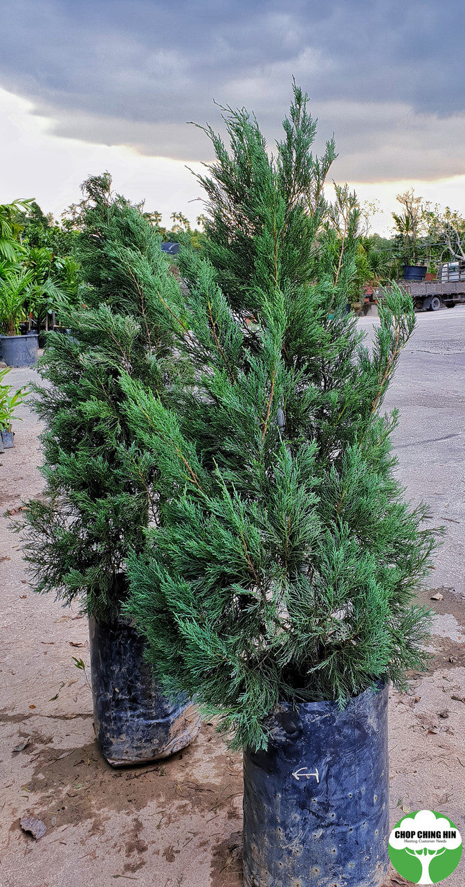 Juniperus chinensis