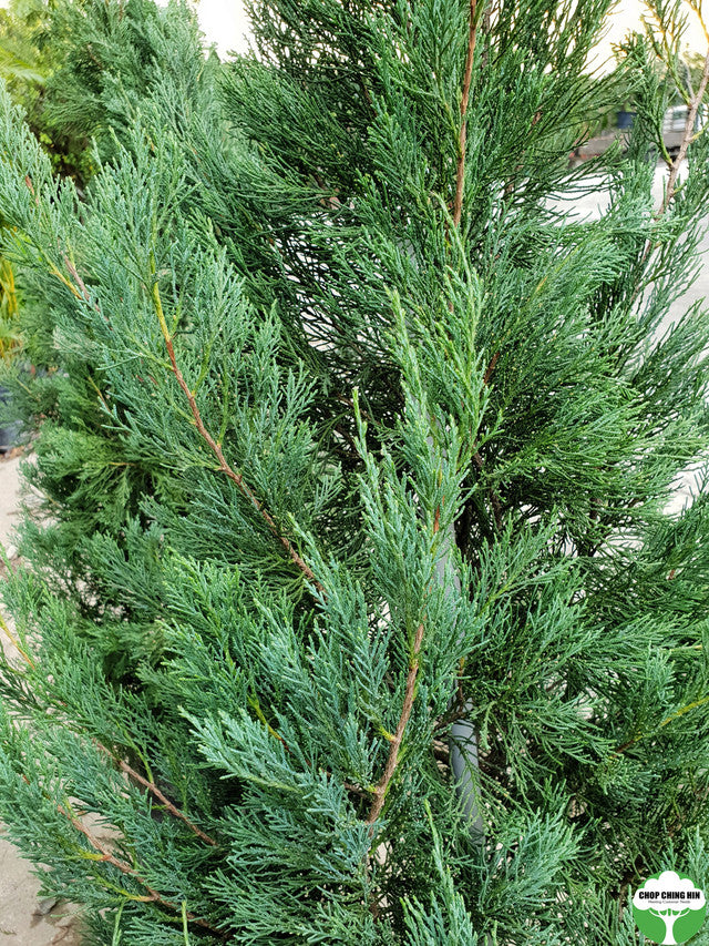 Juniperus chinensis