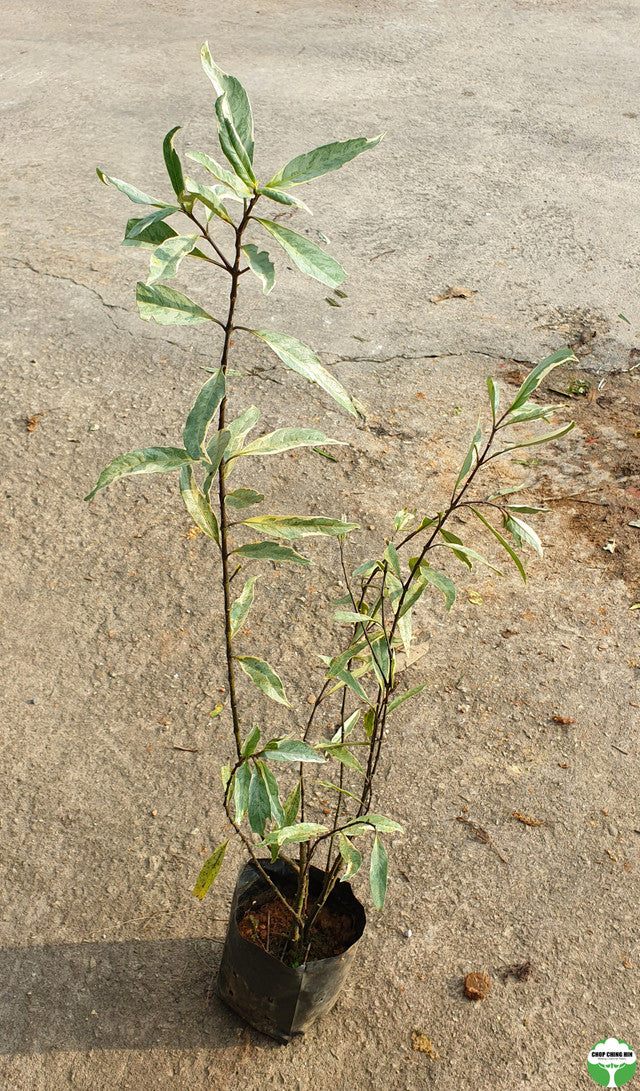 Justicia gendarussa 'Variegata'