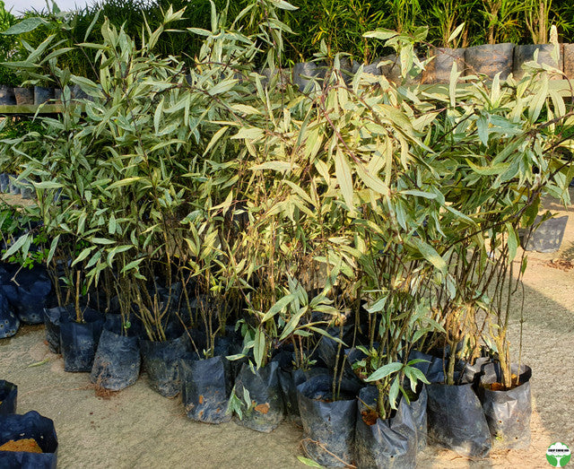 Justicia gendarussa 'Variegata'