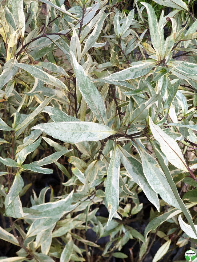 Justicia gendarussa 'Variegata'