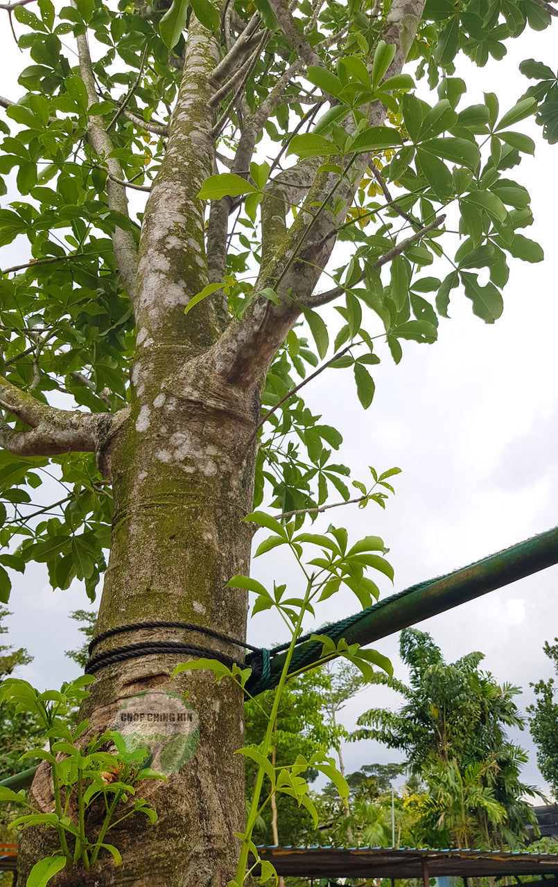 Adansonia digitata