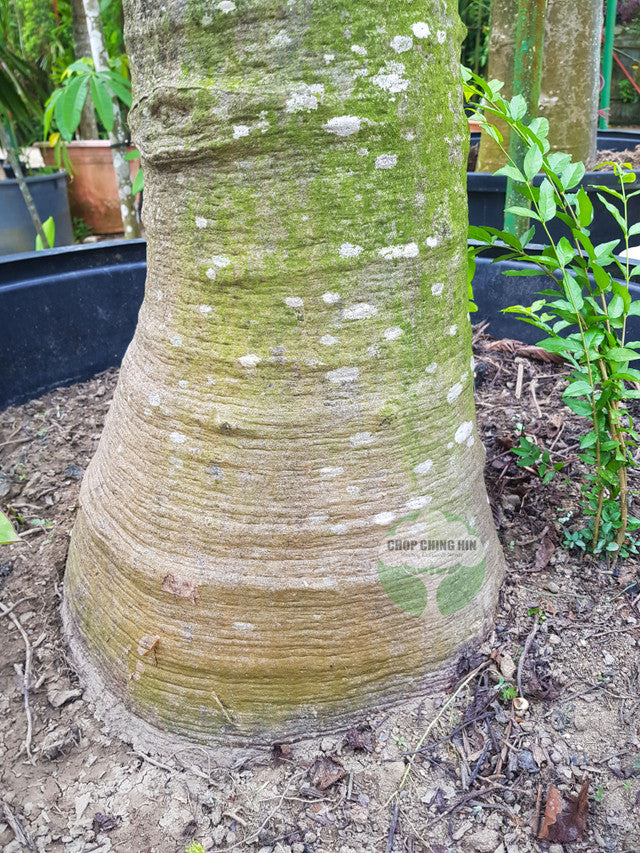 Adansonia digitata