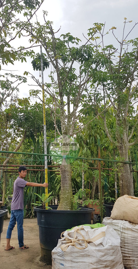Adansonia digitata