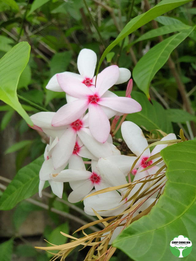 Kopsia fruticosa