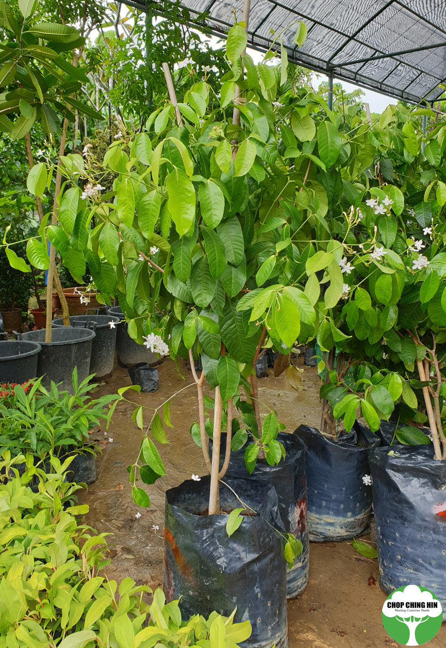 Kopsia singapurensis