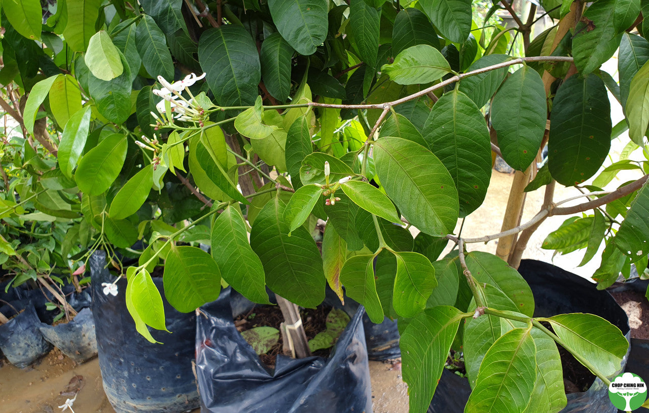 Kopsia singapurensis