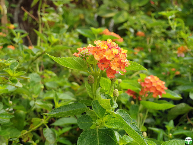 Lantana camara 'Hybrida'