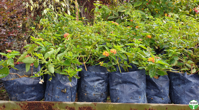 Lantana camara 'Hybrida'