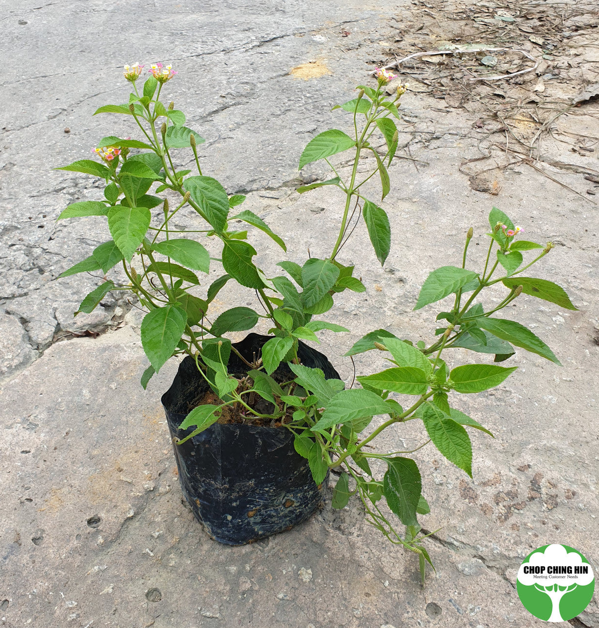 Lantana camara 'Mutabilis'