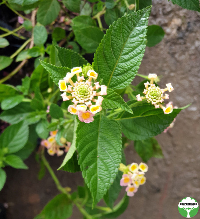 Lantana camara 'Mutabilis'