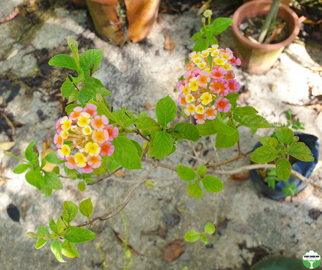 Lantana camara 'Mutabilis'