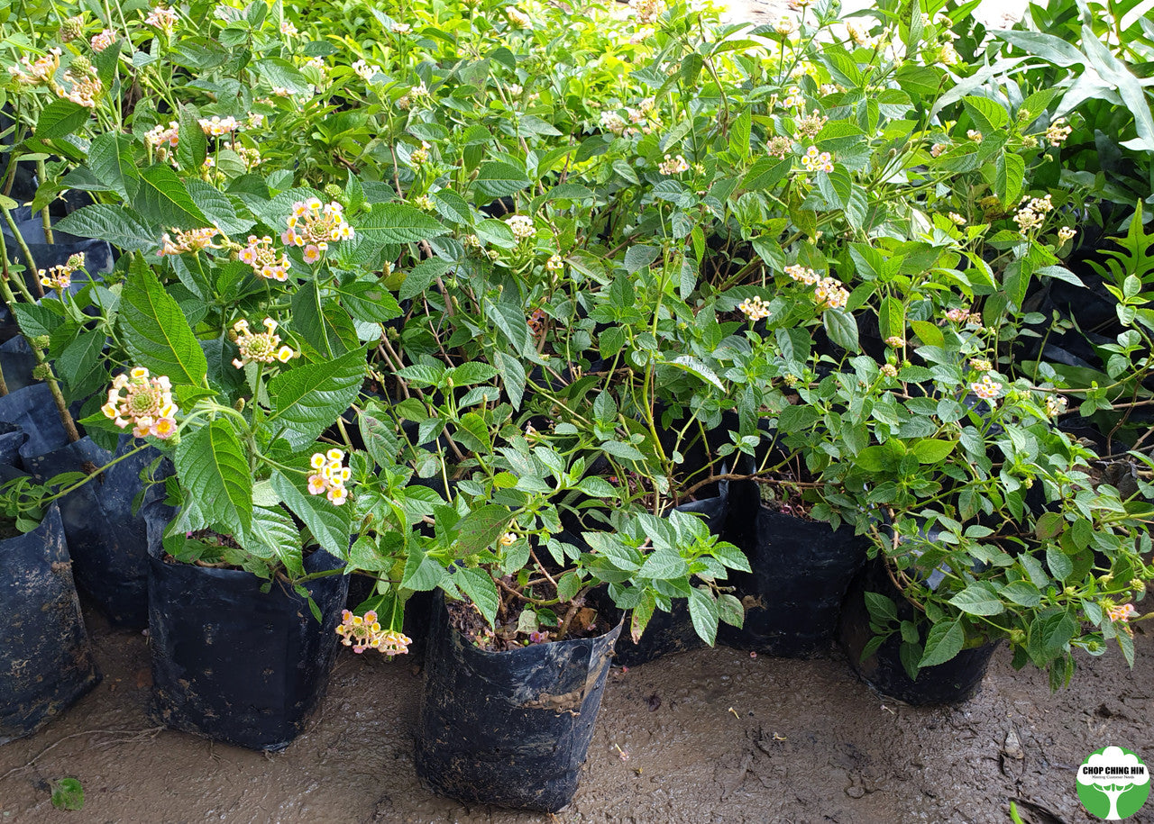 Lantana camara 'Mutabilis'