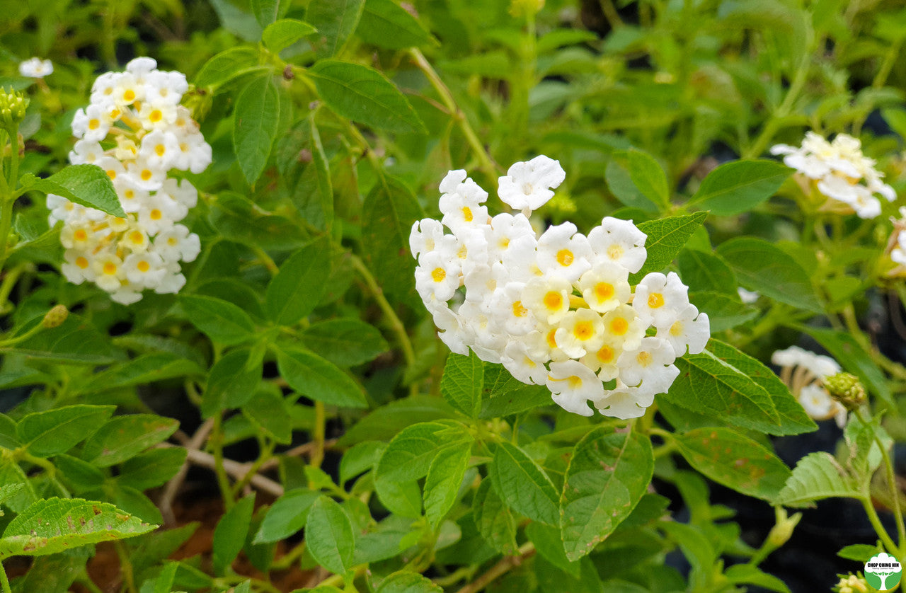 Lantana camara 'Nivea'
