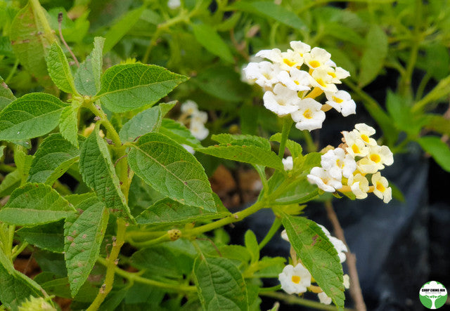 Lantana camara 'Nivea'