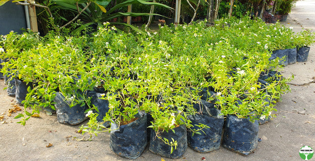 Lantana camara 'Nivea'