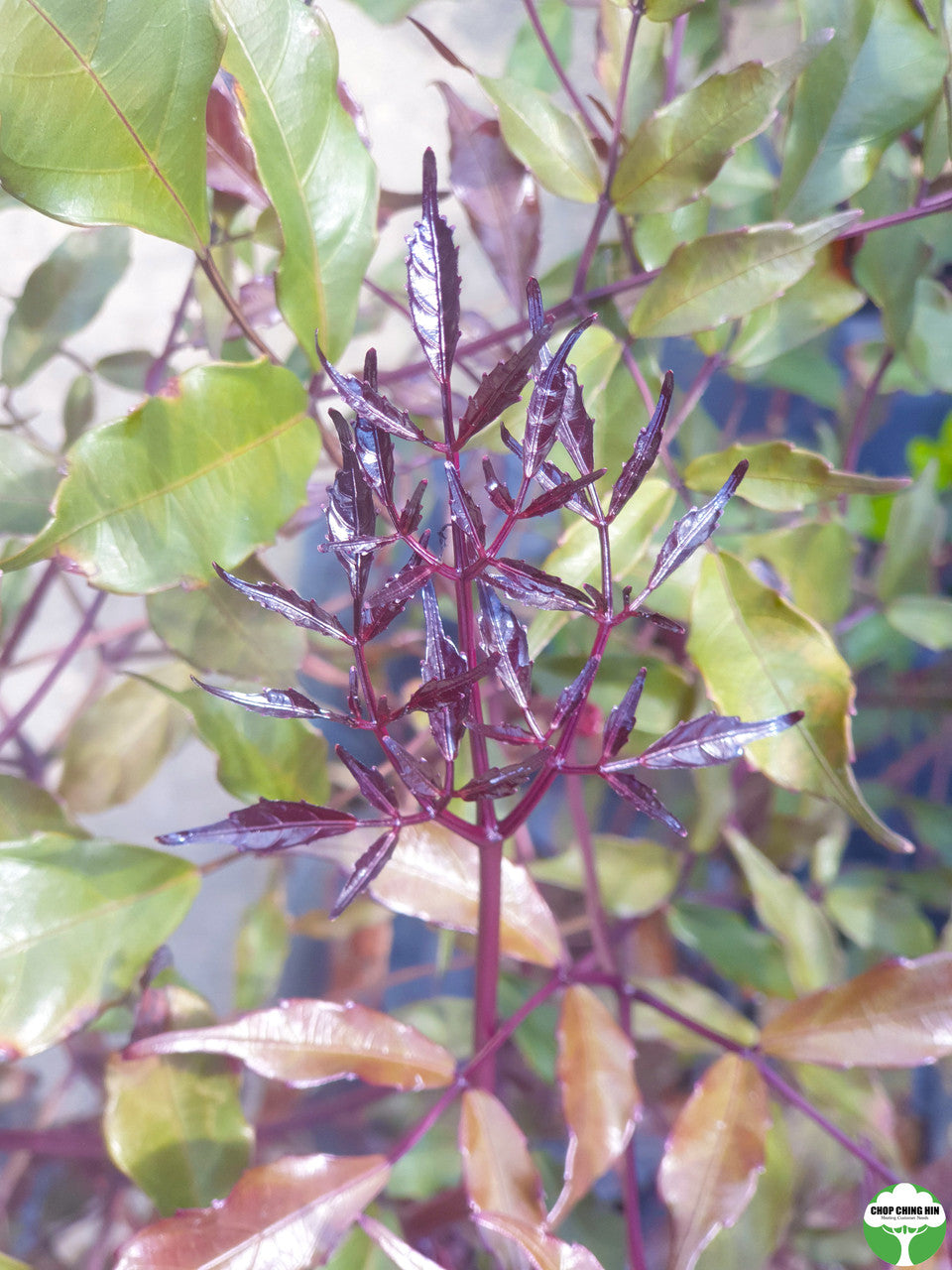 Leea guineensis 'Burgundy'