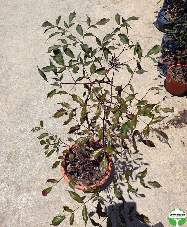 Leea guineensis 'Burgundy'