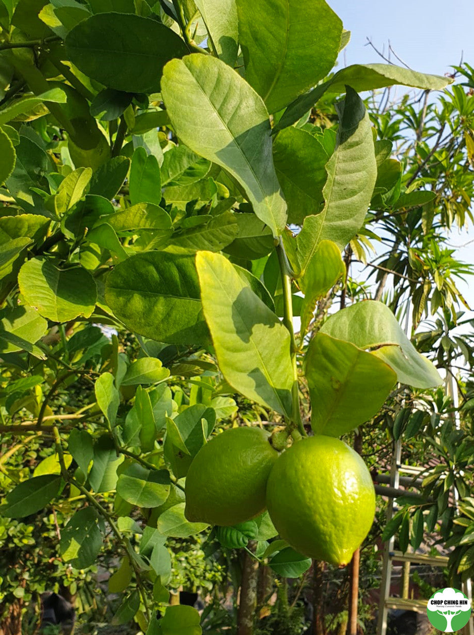 Citrus spp.