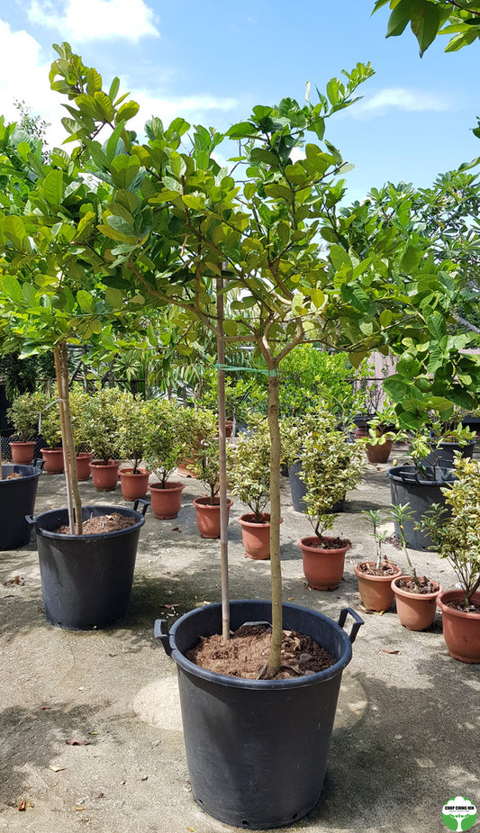 Citrus spp.