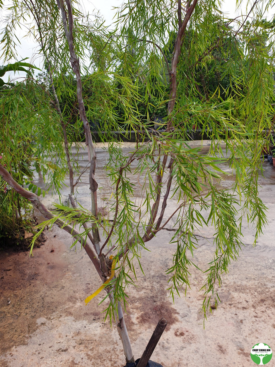 Leptospermum madidum ssp. sativum