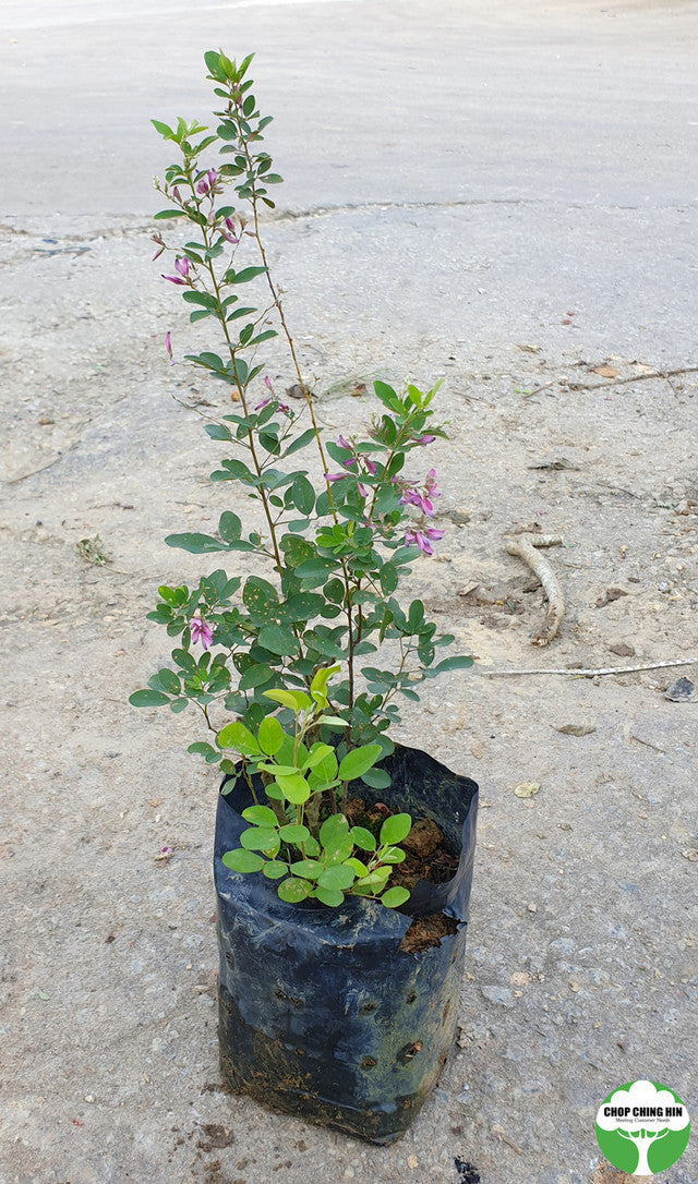 Lespedeza bicolor