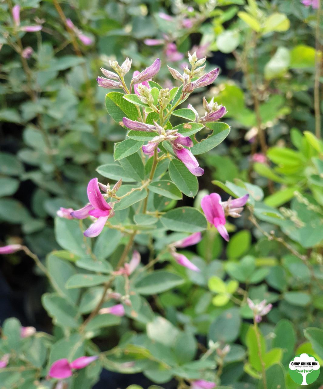 Lespedeza bicolor
