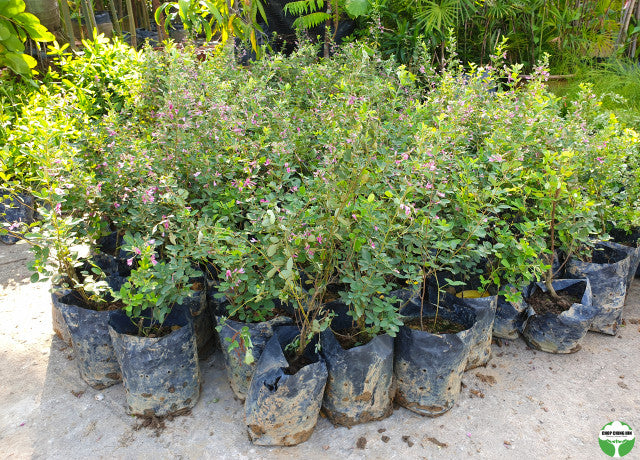 Lespedeza bicolor