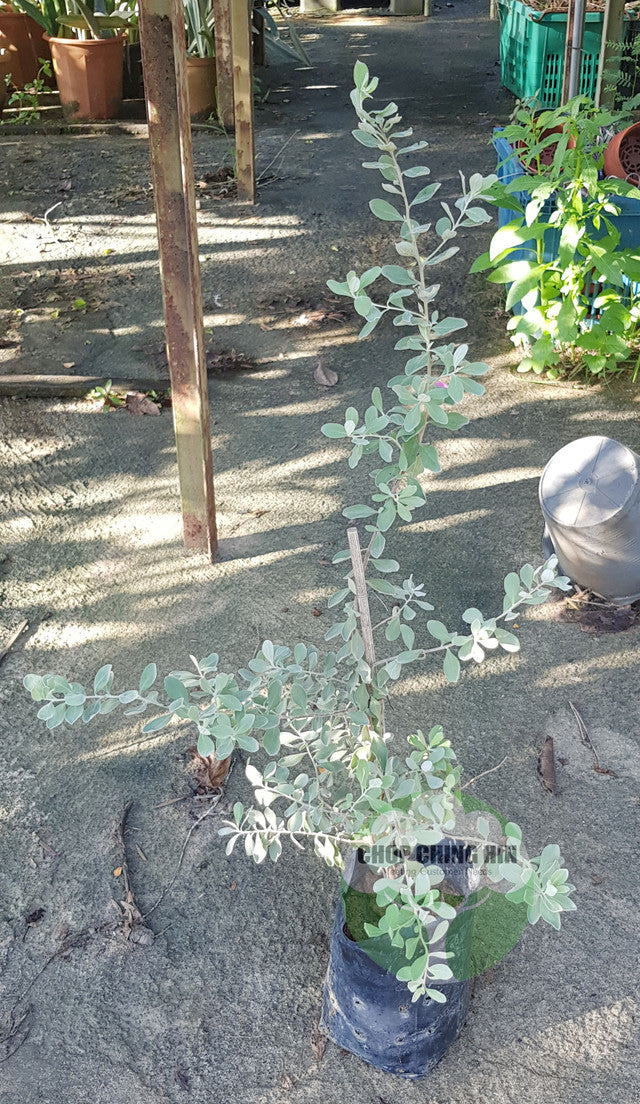 Leucophyllum frutescens