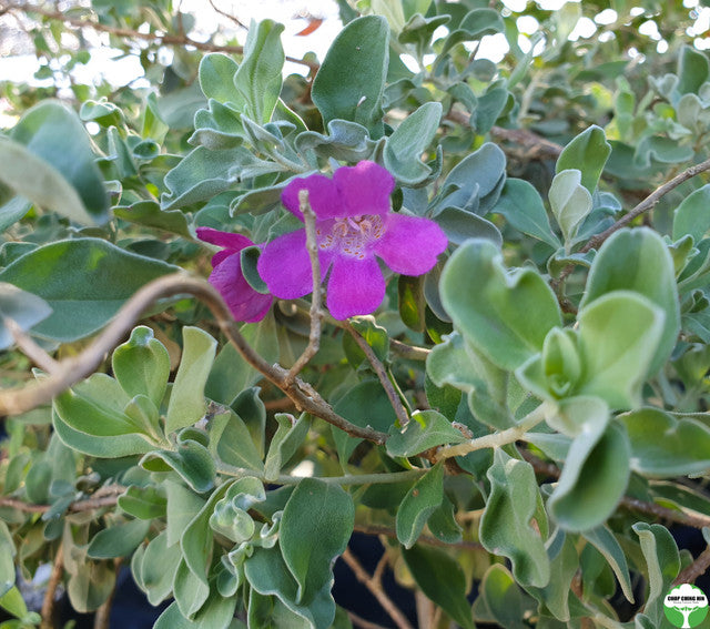 Leucophyllum frutescens