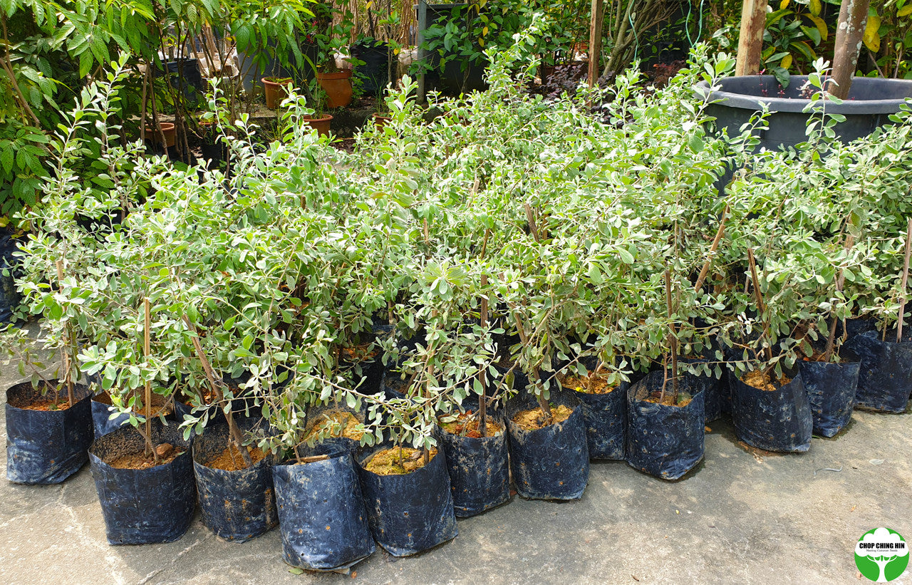 Leucophyllum frutescens