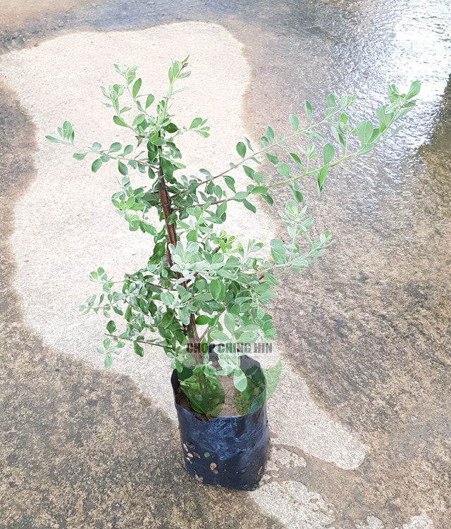 Leucophyllum frutescens