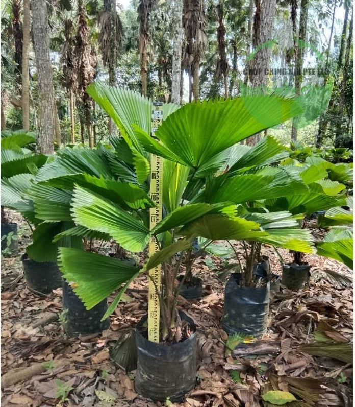 Licuala grandis