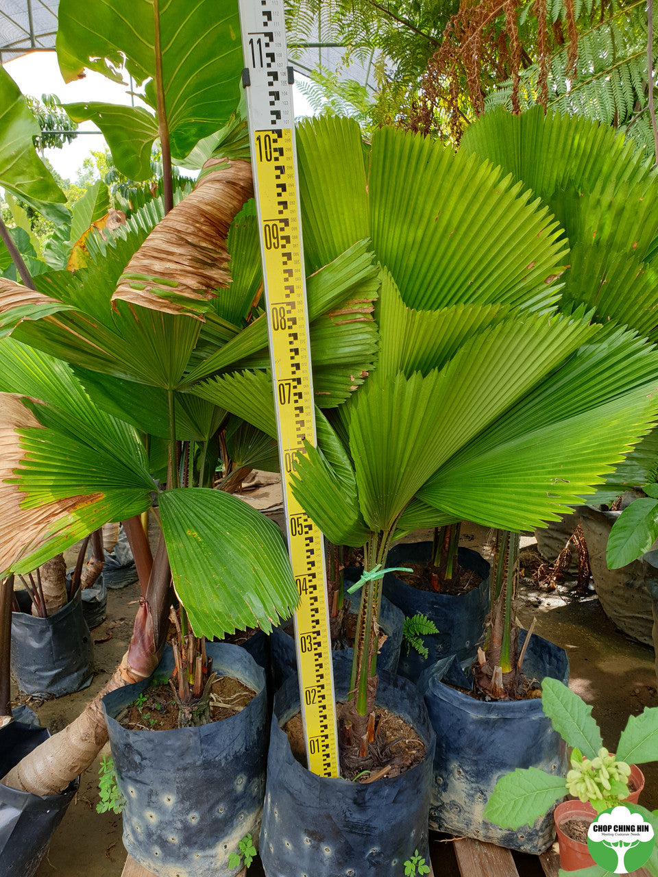 Licuala grandis