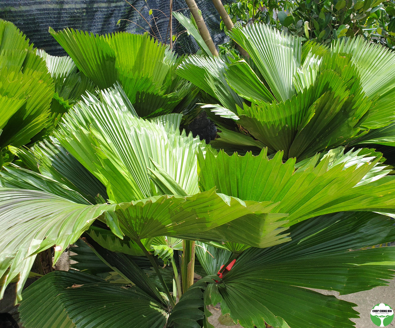 Licuala grandis