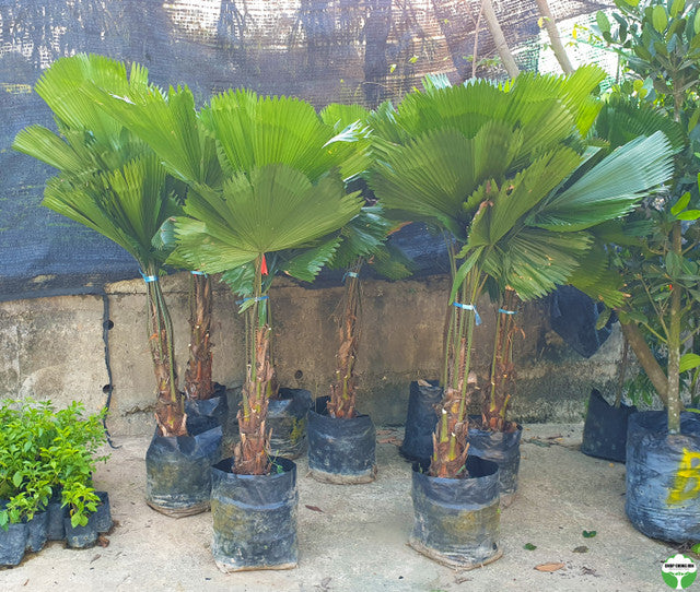 Licuala grandis