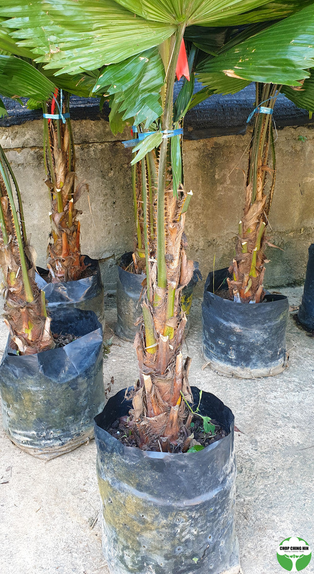 Licuala grandis