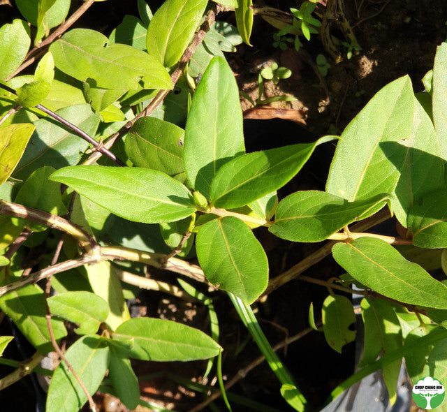 Lonicera japonica
