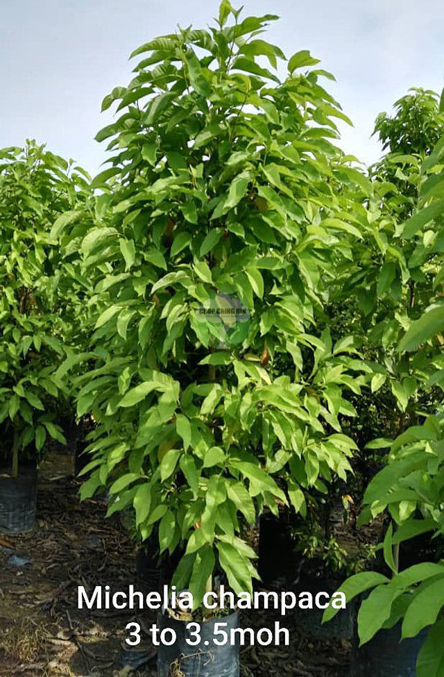 Magnolia champaca