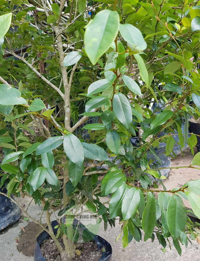 Magnolia Figo