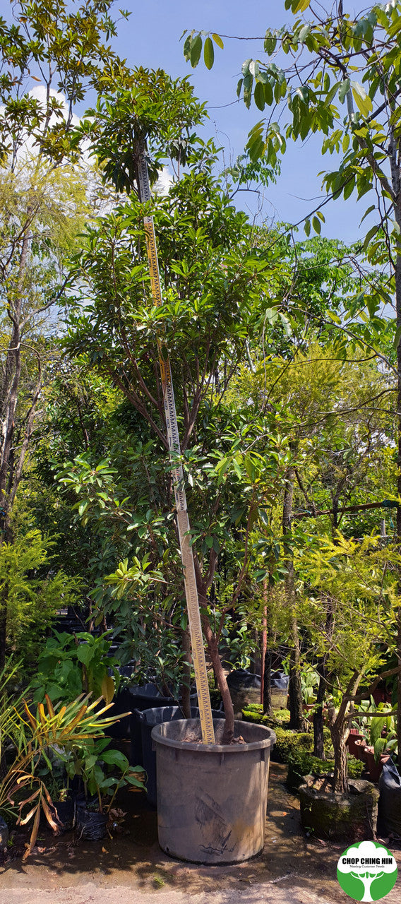 Manilkara zapota