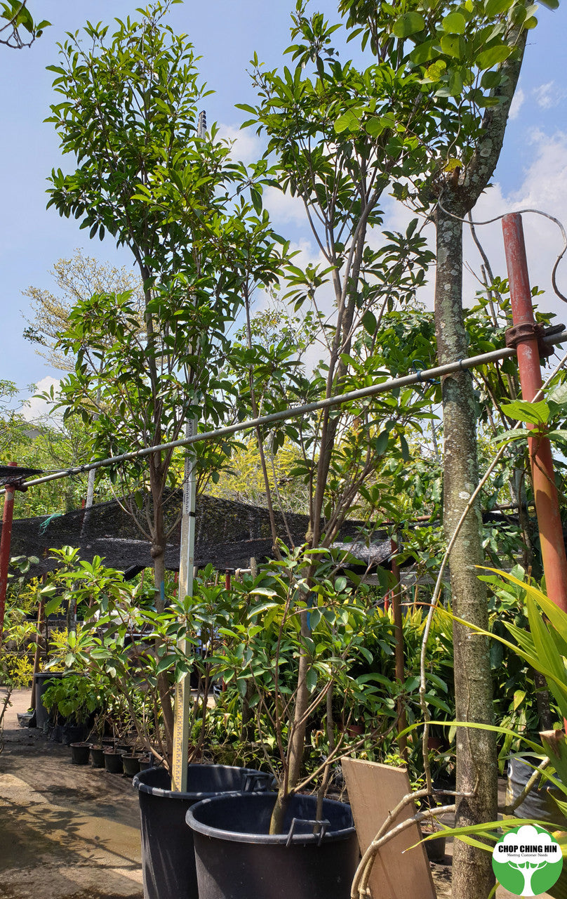 Manilkara zapota