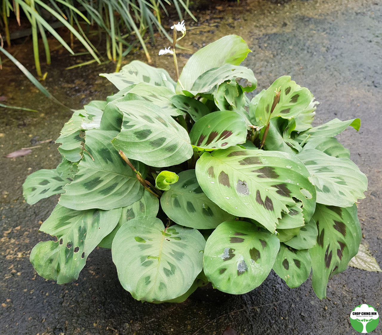 Maranta leuconeura var. kerchoviana