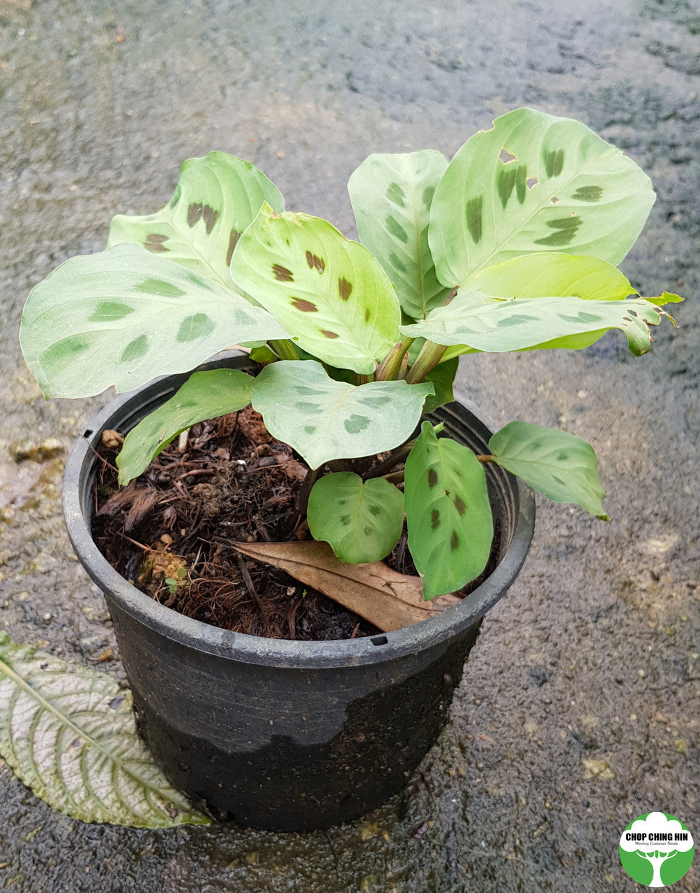 Maranta leuconeura var. kerchoviana