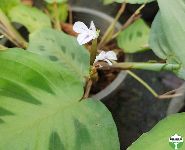 Maranta leuconeura var. kerchoviana
