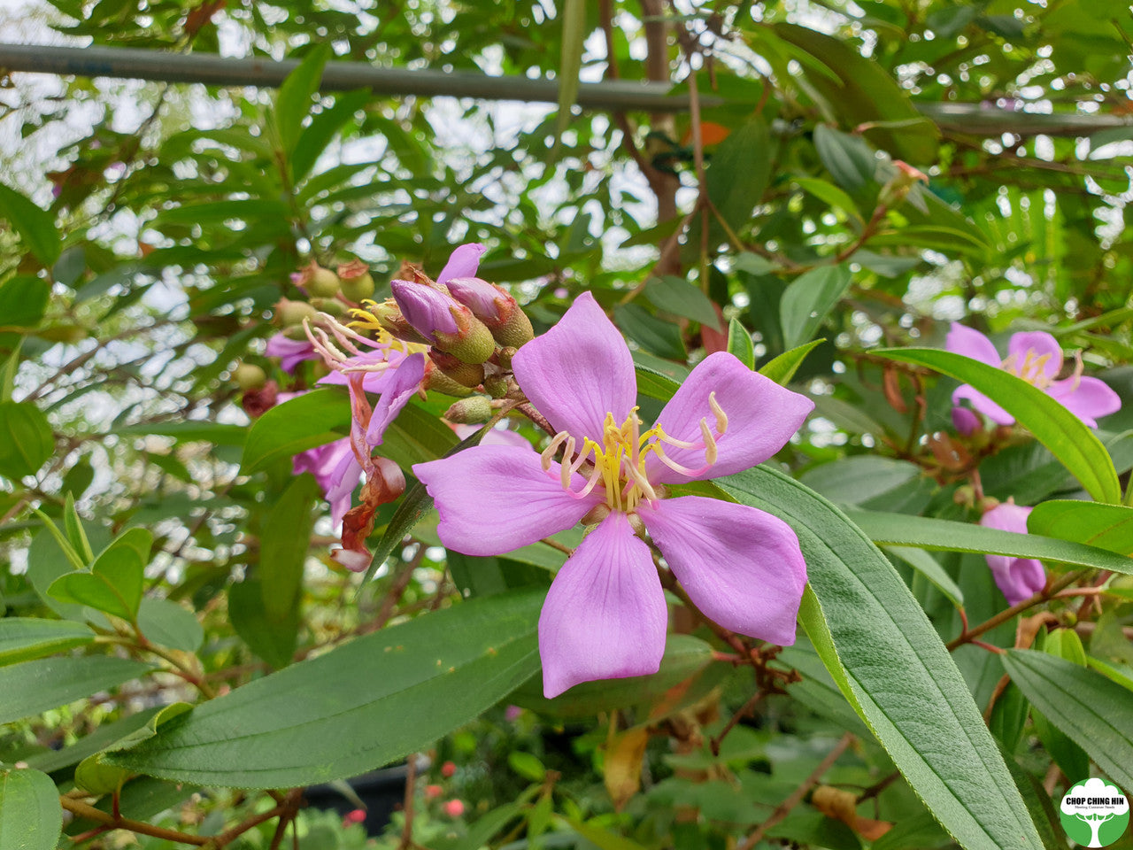 Melastoma malabathricum