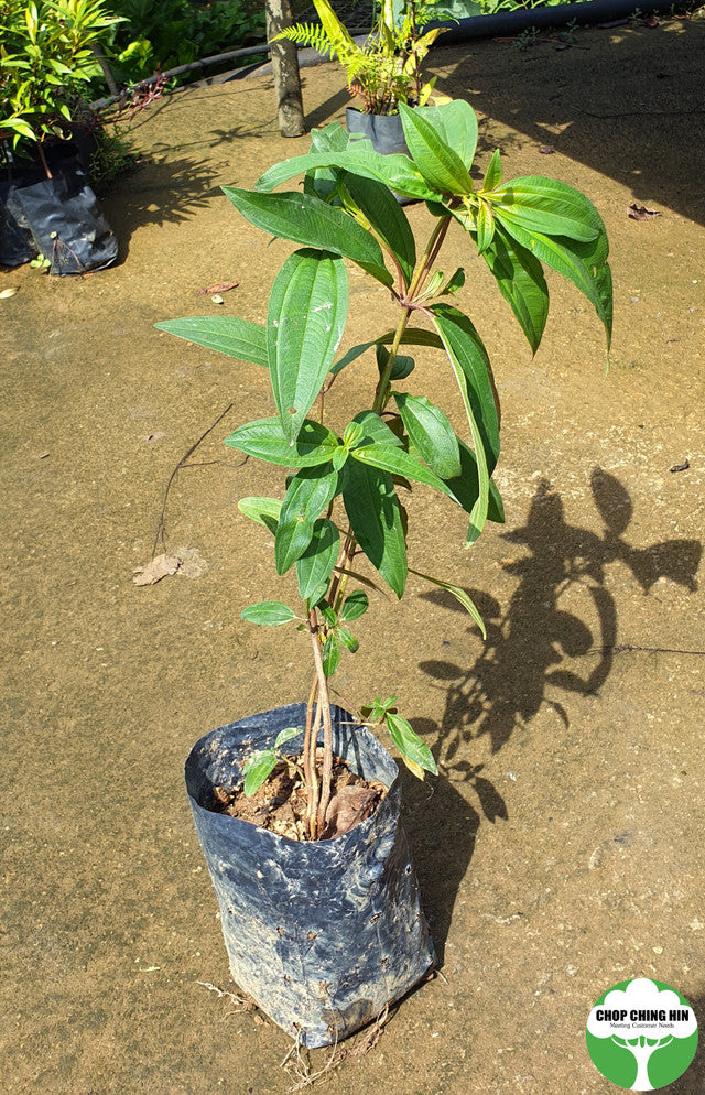 Melastoma malabathricum