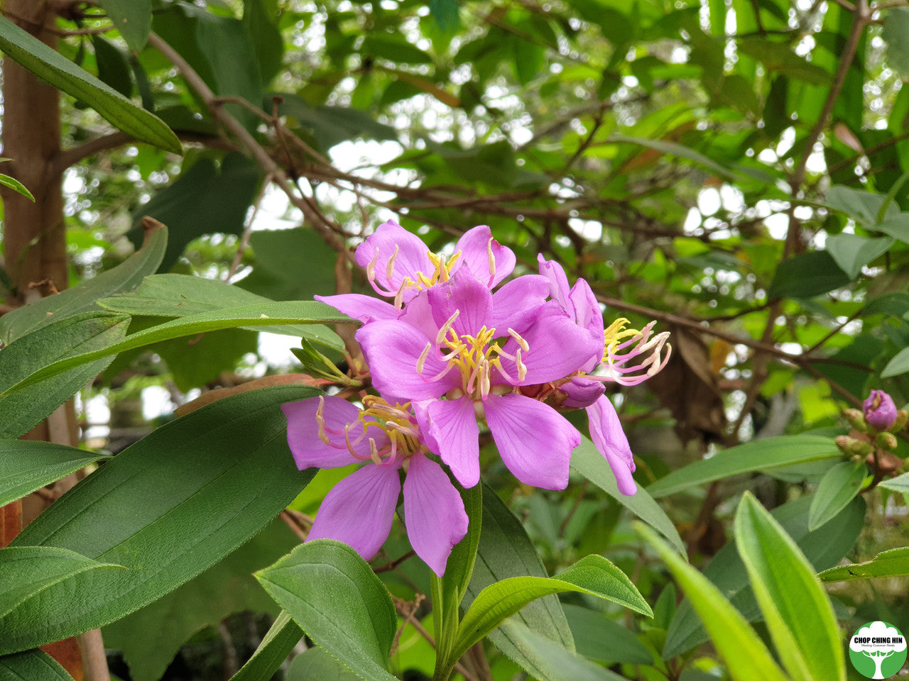 Melastoma malabathricum