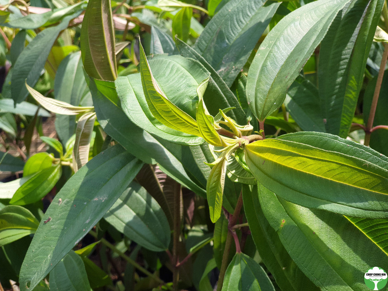 Melastoma malabathricum