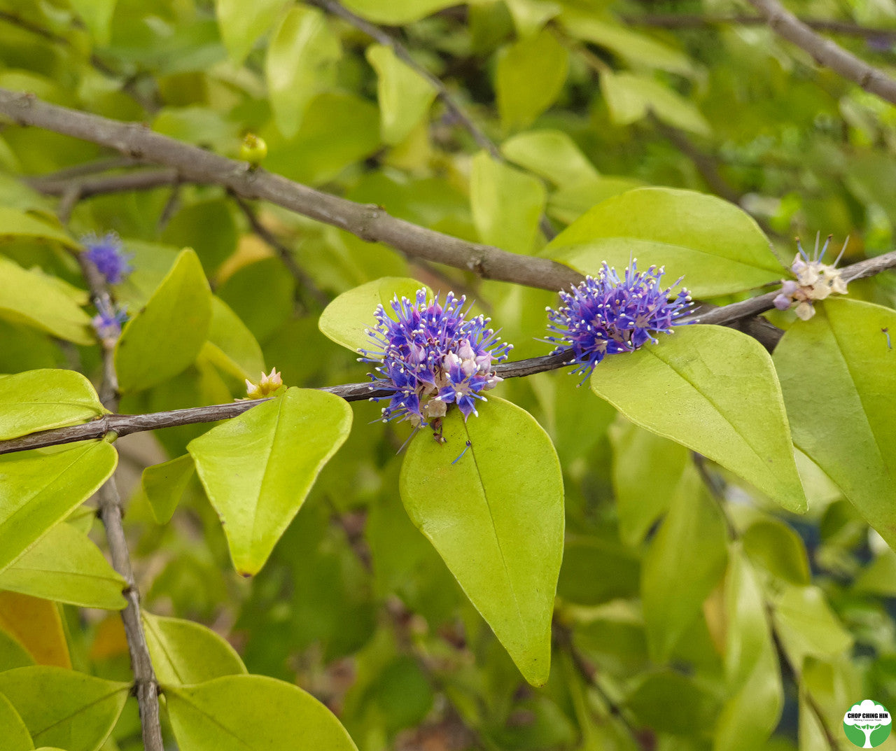 Memecylon pauciflorum